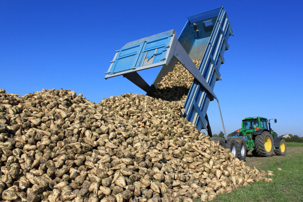Sugar beet being farmed in a field with a tractor and trailer
