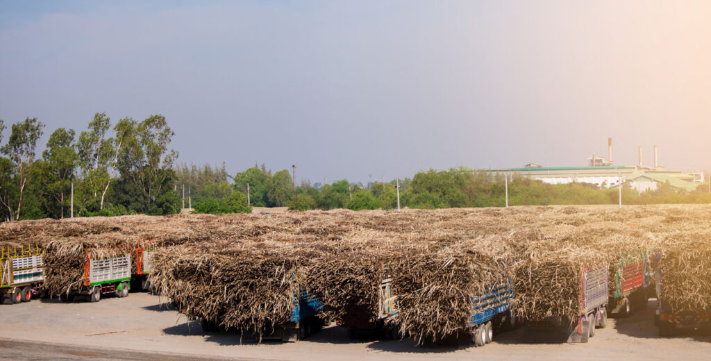 Many parked trailers loaded with heaped sugarcane