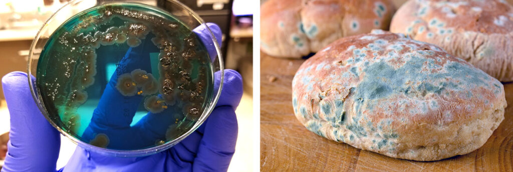 A split image on the left showing a petri dish with green and brown bacteria growing on blue jelly. The right shows a white bread roll with blue and green mould growing across the top and sides.