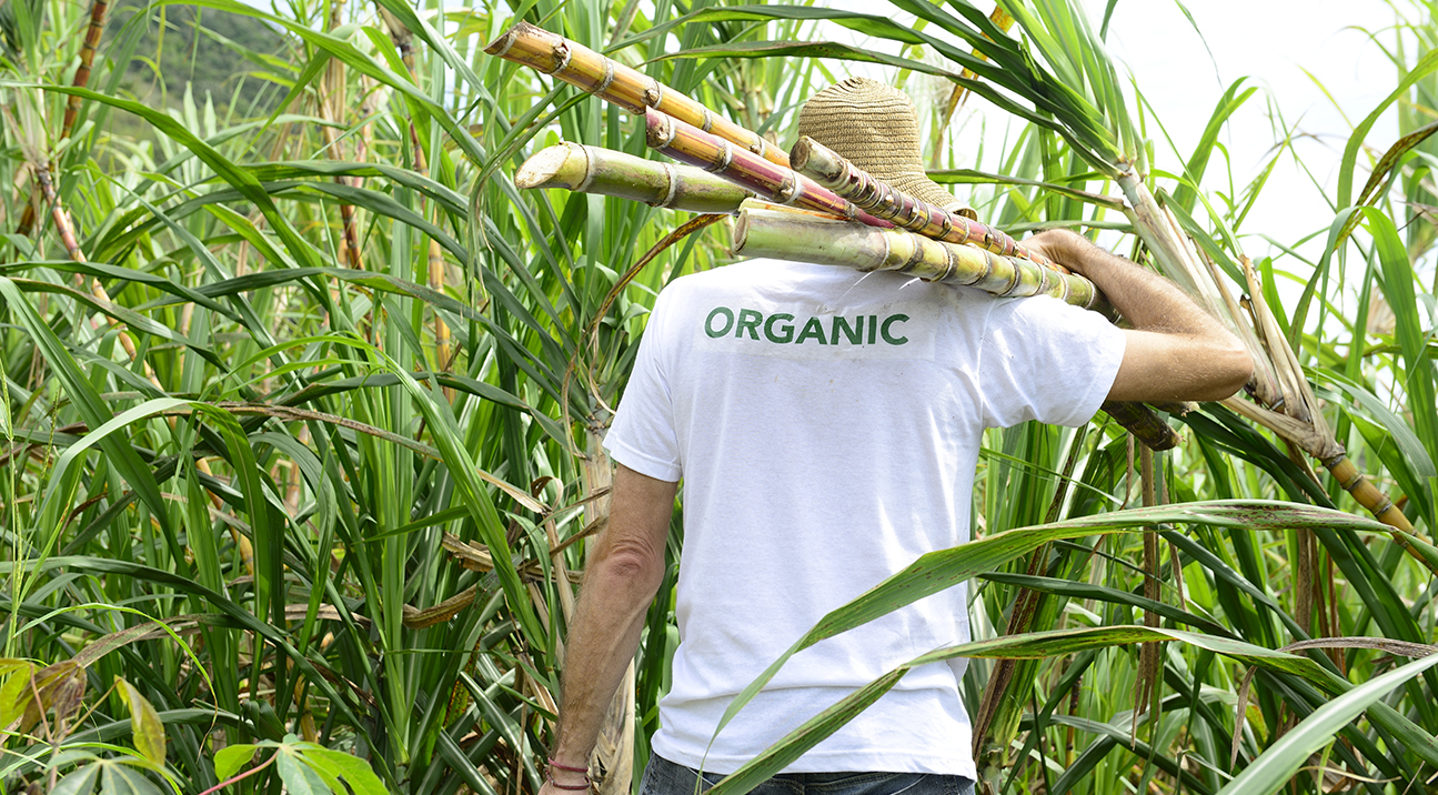 Treacle vs molasses what’s the difference?