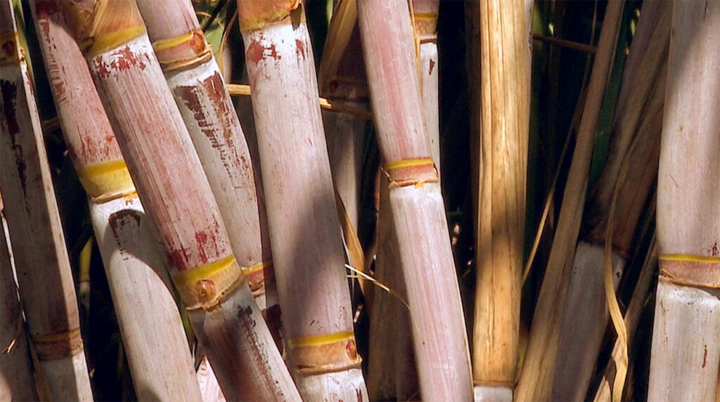 Bulk sugar cane manufacturing in detail Ragus