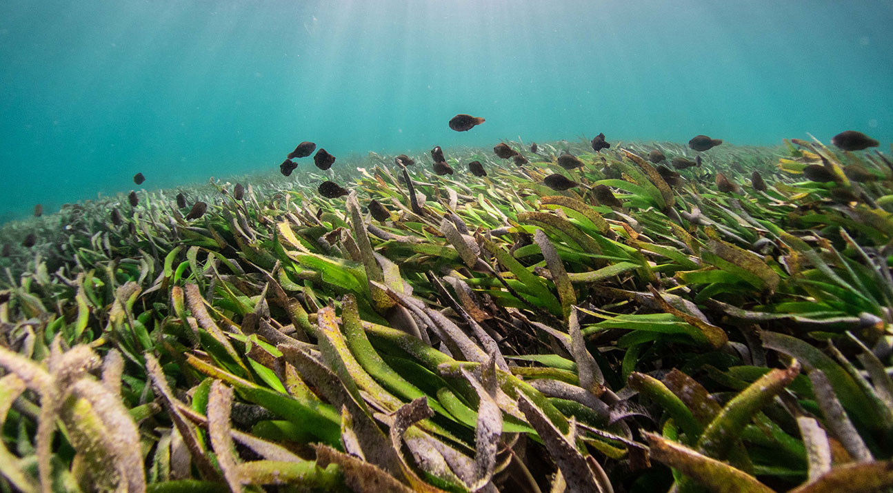 Project Seagrass and Ragus: planting seeds for a sustainable future | Ragus