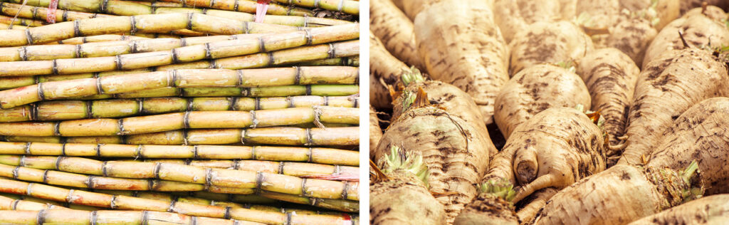 A two way split image showing from left to right a pile of sugarcane laid horizontally and a pile of sugar beet laid randomly