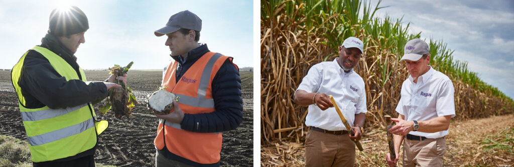 A two way split image showing on the left two men in a field with sugar beet and on the right two different men in a field with sugar cane