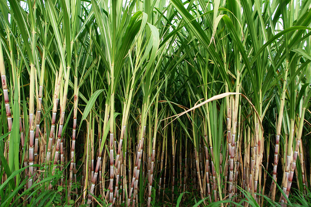 Sugar cane growing in a tropical field, showing the crop before harvesting.