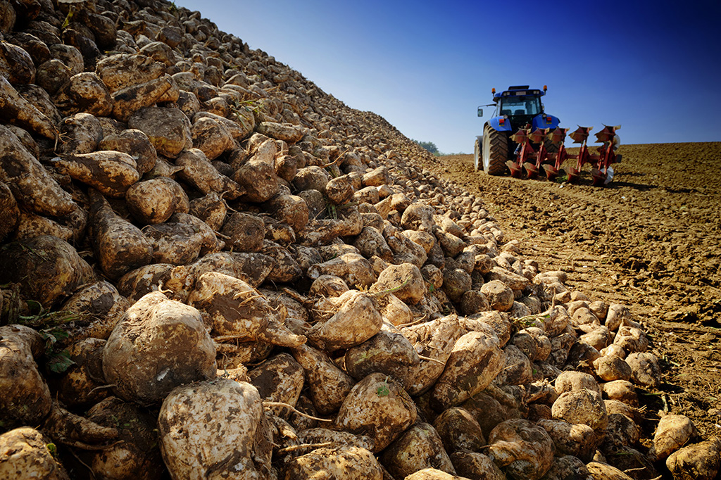 Sugar beet being harvested from dry soil in a European field.