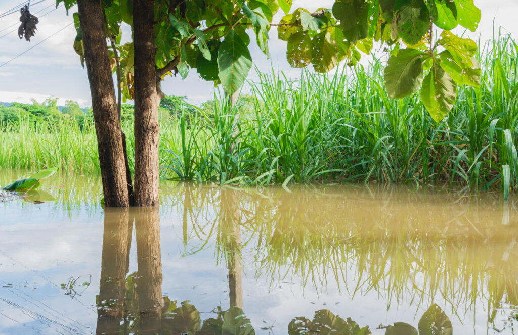 Sugar cane field partly submerged by floodwater after heavy rainfall.