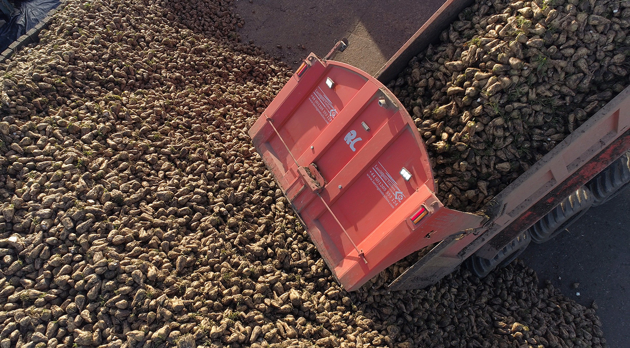 A red trailer unloading harvested sugar beet onto a storage pile.