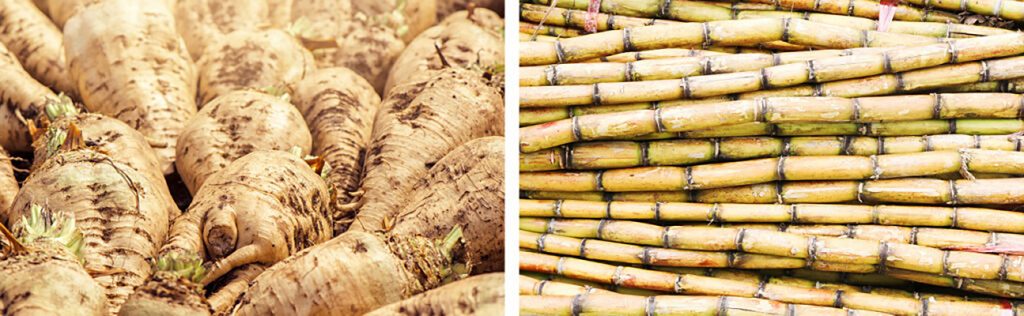 Harvested sugar beet roots on the left and stacked, cut sugar cane stalks on the right.