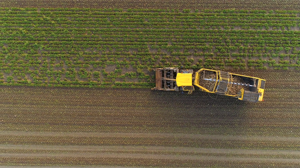 Aerial view of a yellow harvester lifting sugar beet, with harvested ground behind it.