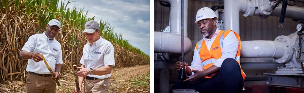Ragus staff examining cut sugar cane beside a field (left) and a worker collecting a dark liquid sample in a factory (right).